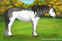 Horse Color:Grullo Splash Frame 