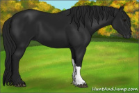 Horse Color:Gray Black 