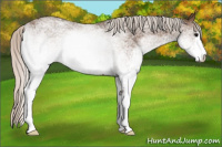 Horse Color:White Spotted Silver Black 