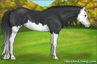 Horse Color:Brown Splash