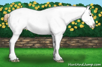 Horse Color:Red Roan Splash Appaloosa