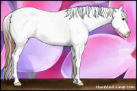 Horse Color:White Spotted Brown Appaloosa 