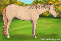 Horse Color:Gold Champagne