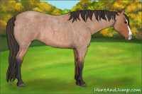 Horse Color:Bay Roan Splash