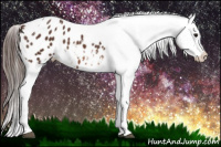 Horse Color:Bay Tobiano Appaloosa 