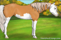 Horse Color:Chocolate Palomino Splash 