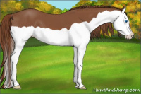 Horse Color:Liver Chestnut Splash 