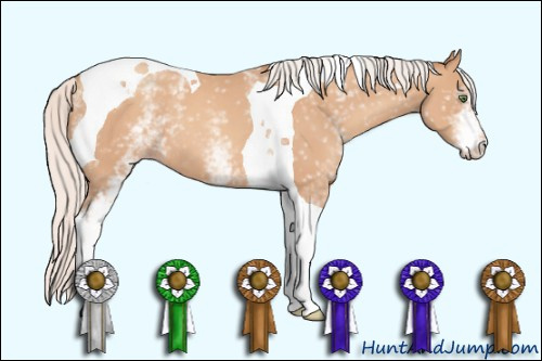 Horse Color: Unknown 