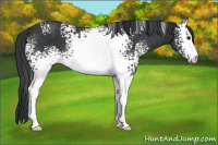 Horse Color:White Spotted Brown Rabicano 