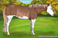 Horse Color:Liver Chestnut Splash Rabicano