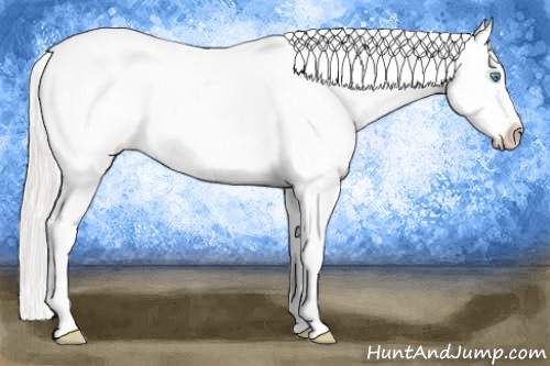 Horse Color: Cremello Blanket 