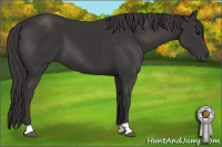 Horse Color:Smoky Black