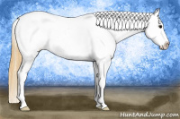 Horse Color:Buckskin Roan Appaloosa