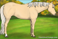 Horse Color:Palomino