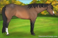 Horse Color:Unknown 