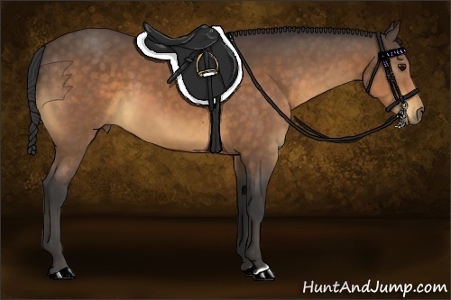 Horse Color:Buckskin 