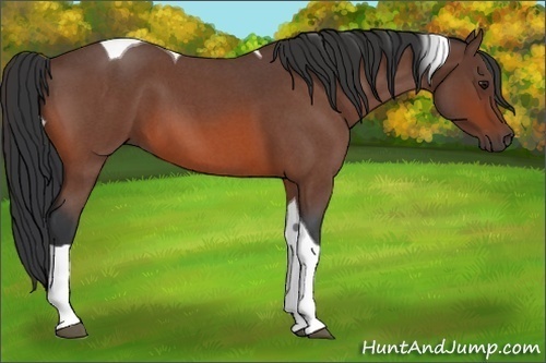 Horse Color:Bay Roan Tobiano