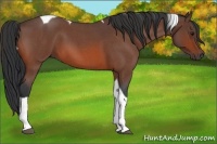 Horse Color:Bay Roan Tobiano
