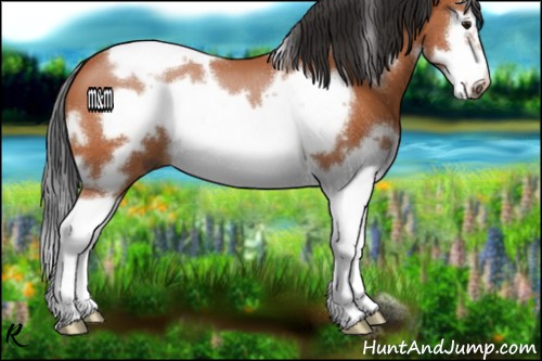 Horse Color:White Spotted Bay Splash Frame 