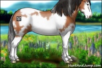 Horse Color:White Spotted Bay Splash Frame 
