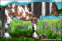 Horse Color:White Spotted Bay 