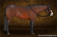 Horse Color:Bay Frame 