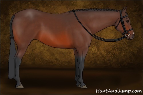 Horse Color:Bay Frame 