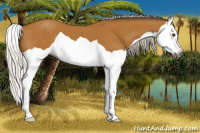 Horse Color:Gray Silver Buckskin Splash 