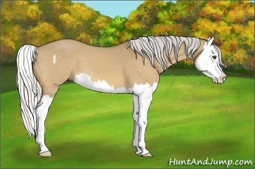 Horse Color:Silver Buckskin Dun Splash