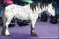 Horse Color:Grullo Roan Appaloosa 