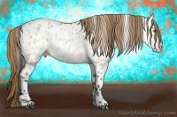 Horse Color:Buckskin Dun Appaloosa
