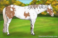 Horse Color:Chestnut Splash Frame  and Chestnut Splash Frame 