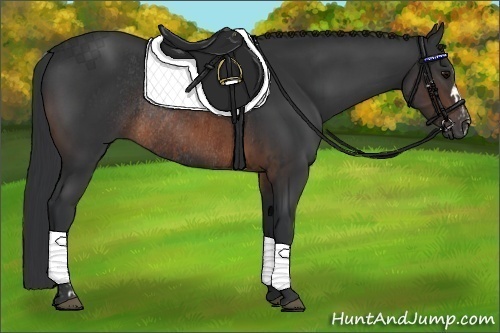 Horse Color:Brown Rabicano and Brown Rabicano