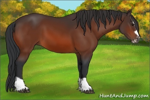 Horse Color:Bay Splash Frame 