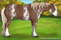 Horse Color:White Spotted Chestnut Sabino