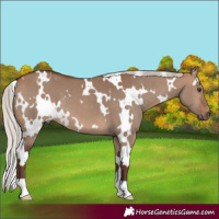 Horse Color:White Spotted Silver Brown Dun