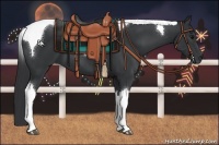 Horse Color:Black Tobiano 