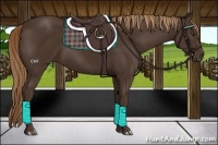 Horse Color:Liver Chestnut Rabicano 