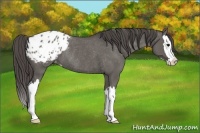 Horse Color:Grullo Sabino Splash Appaloosa Rabicano