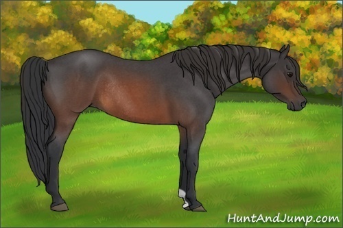 Horse Color:Brown Roan Rabicano