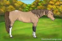 Horse Color:Buckskin Appaloosa Rabicano
