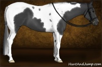 Horse Color:Black Tobiano