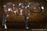 Horse Color:White Spotted Brown Sabino