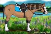 Horse Color:Bay Splash 