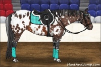 Horse Color:White Spotted Bay Appaloosa 