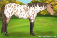 Horse Color:Buckskin Near Leopard 