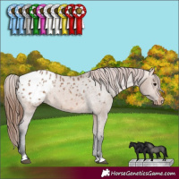 Horse Color:Bay Dun Appaloosa