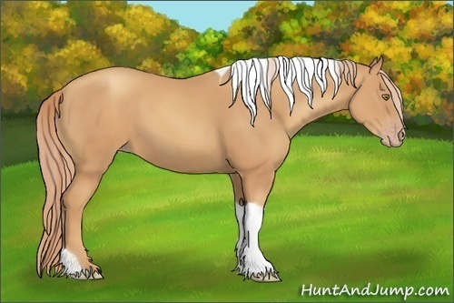 Horse Color:Unknown 