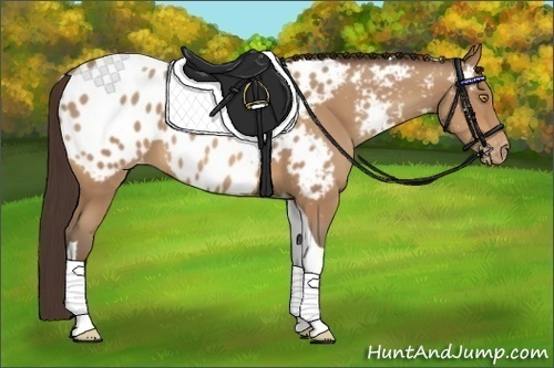 Horse Color:Amber Champagne Tobiano Appaloosa 