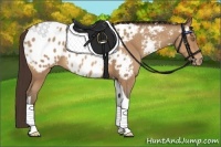 Horse Color:Amber Champagne Tobiano Appaloosa 